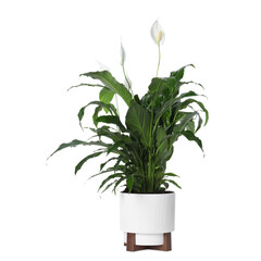 Beautiful spathiphyllum (peace lily) houseplant with flowers isolated on white