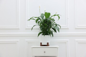 Beautiful spathiphyllum (peace lily) houseplant with flowers on table near white wall