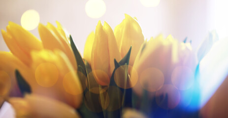 Naklejka premium Abstract flower background with bokeh, tulip flowers close-up in a vase. Mothers Day.