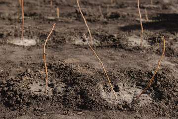 Young grapevines are planted in rich soil under the warm sun for future harvest