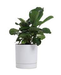 Beautiful potted lyre leaved fig houseplant isolated on white