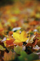 Beautiful autumn park. Russian North. Autumn trees and leaves. Autumn Landscape.Park in Autumn. Forest in Autumn.