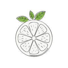 Stylized sliced lime with green leaves simple hand-drawn sketch