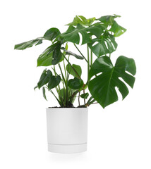 Beautiful potted split-leaf philodendron houseplant isolated on white © New Africa