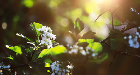 Naklejka premium The first flowers against the background of green spring. Spring bloom.
