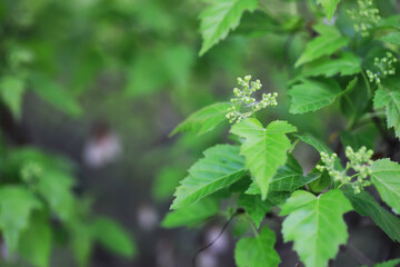 Fototapeta premium Spring green grass. Calm quiet scene green grass landscape.