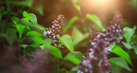 Naklejka premium The first flowers against the background of green spring. Spring bloom.