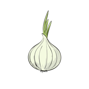 Illustration of a single white onion with green sprouts emerging from the top