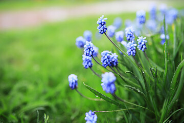 Flowers and plants summer field in sunlight