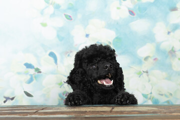 Porträt eines schwarzen Kleinpudels