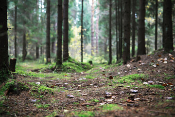 city park without people on an autumn day, bright rays of the sun shine through the crowns of maple trees
