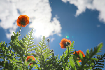 Naklejka premium blooming poppies in the field