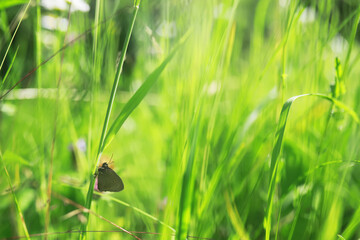Summer landscape, lush green vegetation and nature.