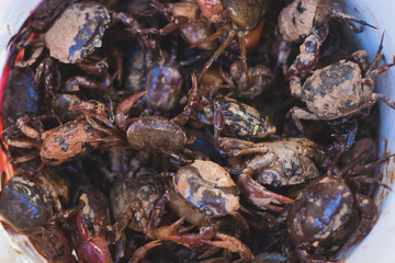 A close-up of a bucket full of small, muddy crabs.