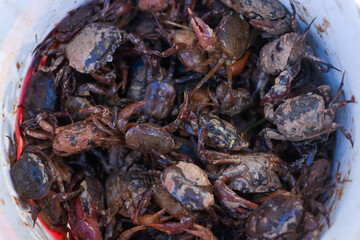 A close-up of a bucket full of small, muddy crabs.
