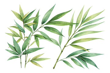 Bamboo Leaves Watercolor vector illustration isolated on white background