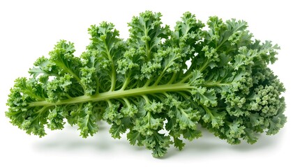 Fototapeta premium Bunch of Fresh Green Parsley with Vibrant Curly Leaves, Organic Herb Ingredient for Cooking, Healthy Food, Kitchen Prep, and Natural Greenery Concept