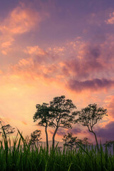 Obraz premium Vertical Horizon Golden sunshine sky tropical tree fields in sunny morning. Silhouette tree gold dawn mountain in spring season. Vertical Sustainable scenic meadow misty fog forest in countryside