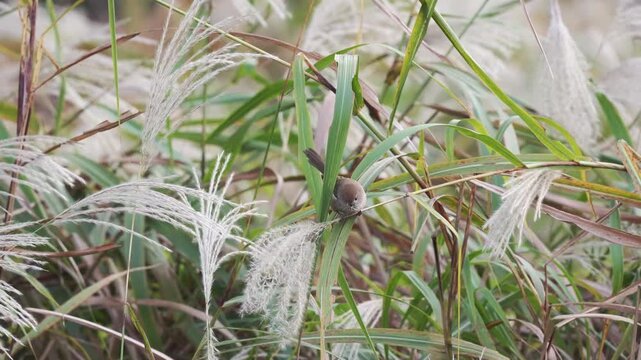 4K HDR: Vinous-throated Parrotbill Foraging in Reeds and Tall Grass