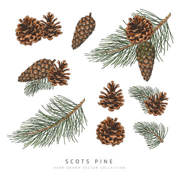 Scots pine cones and branches hand drawn vector collection, conifer tree botanical sketch, Xmas decoration, forest scent