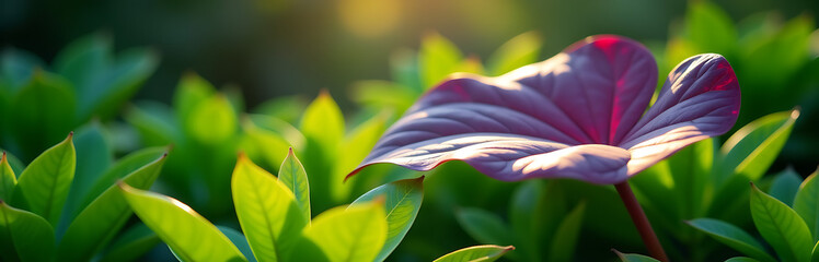 vibrant purple tropical leaf emerges lush bed bright emerald green foliage set soft warm sunlight casting gentle shadows
