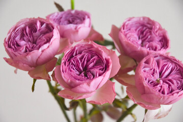 モーブティアラ