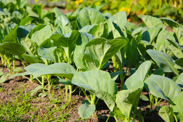 Green Chinese Kale growing in a garden