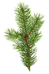 Spruce pine green branch isolated on  white background. Christmas tree