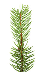Spruce pine green branch isolated on  white background. Christmas tree