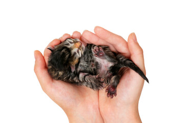 newborn kitten isolated on a white background. The hand holds the kitten.