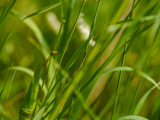 Beautiful meadow wallpaper with blurred background. Taken in Musio, a district of Tremosine.