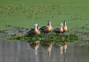 A group of lesser whistling ducks are seen standing together on a small island in a pond with lot of algae