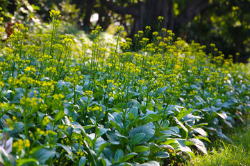 Choy Sum or Flowering Pak Choi
