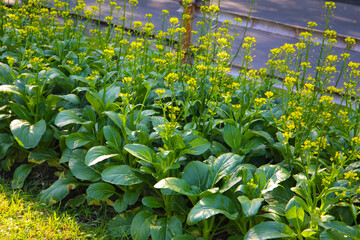 Choy Sum or Flowering Pak Choi
