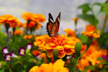 A beautiful butterfly sips sweet nectar from the vibrant garden flowers