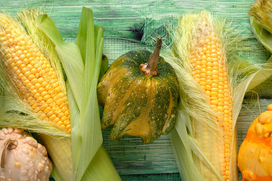 Corn cobs partially husked to reveal bright yellow kernels and warty pumpkins on green wooden background. Vegetable background, top view