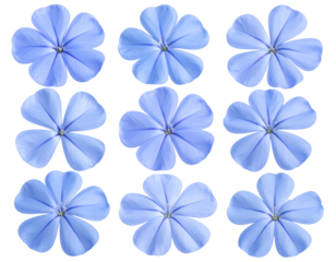 - Top-View Cape Leadwort Bloom Set, Mini Blue Petal Arrangement, High-Quality PNG 