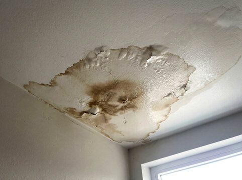 Water stain ceiling roof leak winter snow melt damage damp spot mold risk home repair renovation maintenance problem interior drywall wet discoloration house construction defect dripping liquid 