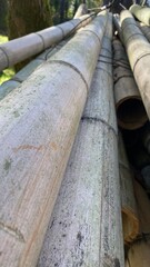 Perspective view of long, dry bamboo poles stacked together outside, showing natural texture and weathering in sunlight.
