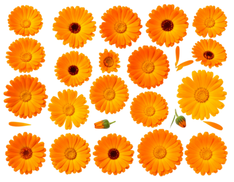 - Calendula Flower Collection Top-View Set, Bright Orange Petals, Isolated PNG