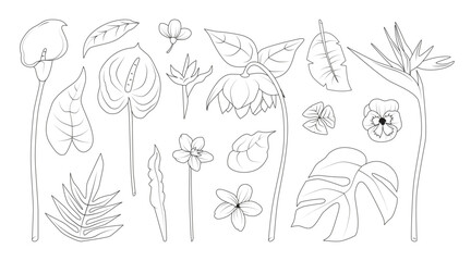 Set of Line Art Tropical Flowers and Exotic Plants