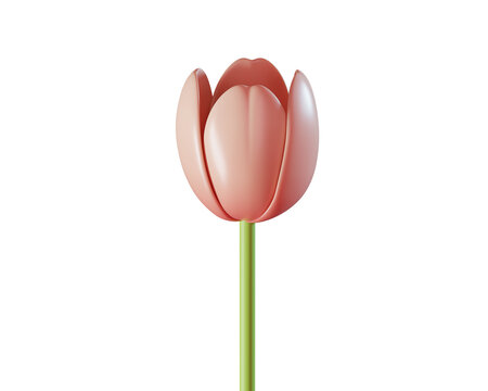 Elegant 3D Pink Tuli. Flower for present, Easter, spring design isolated on transparent background. 3d rendering

