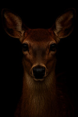 Fototapeta premium white tailed deer
