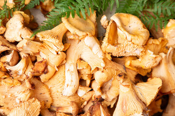 mushrooms with fern, harvest scene featuring golden chanterelles nestled amid fern and rustic ambiance