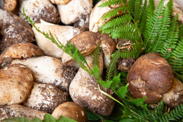 wild porcini fungi with rustic appeal, closeup of forest porcini mushrooms show rustic appearance