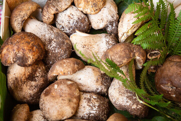 market arrangement showcasing fresh porcini mushrooms, rustic farmfresh porcini in crate with lush fern