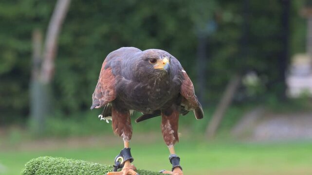 Harris Hawk (Parabuteo unicinctus) wearing anklets and a bell, sitting on a perch and looking all around before flying off, during a public falconry display. Slow motion x5