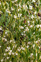 European mistletoe (Viscum album) close-up with leaves and white berries. Parasitic plant on tree