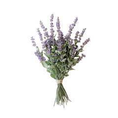 Obraz premium Dried lavender bunch isolated on transparent background