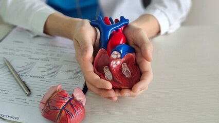 Hands holding a detailed heart model during a medical demonstration